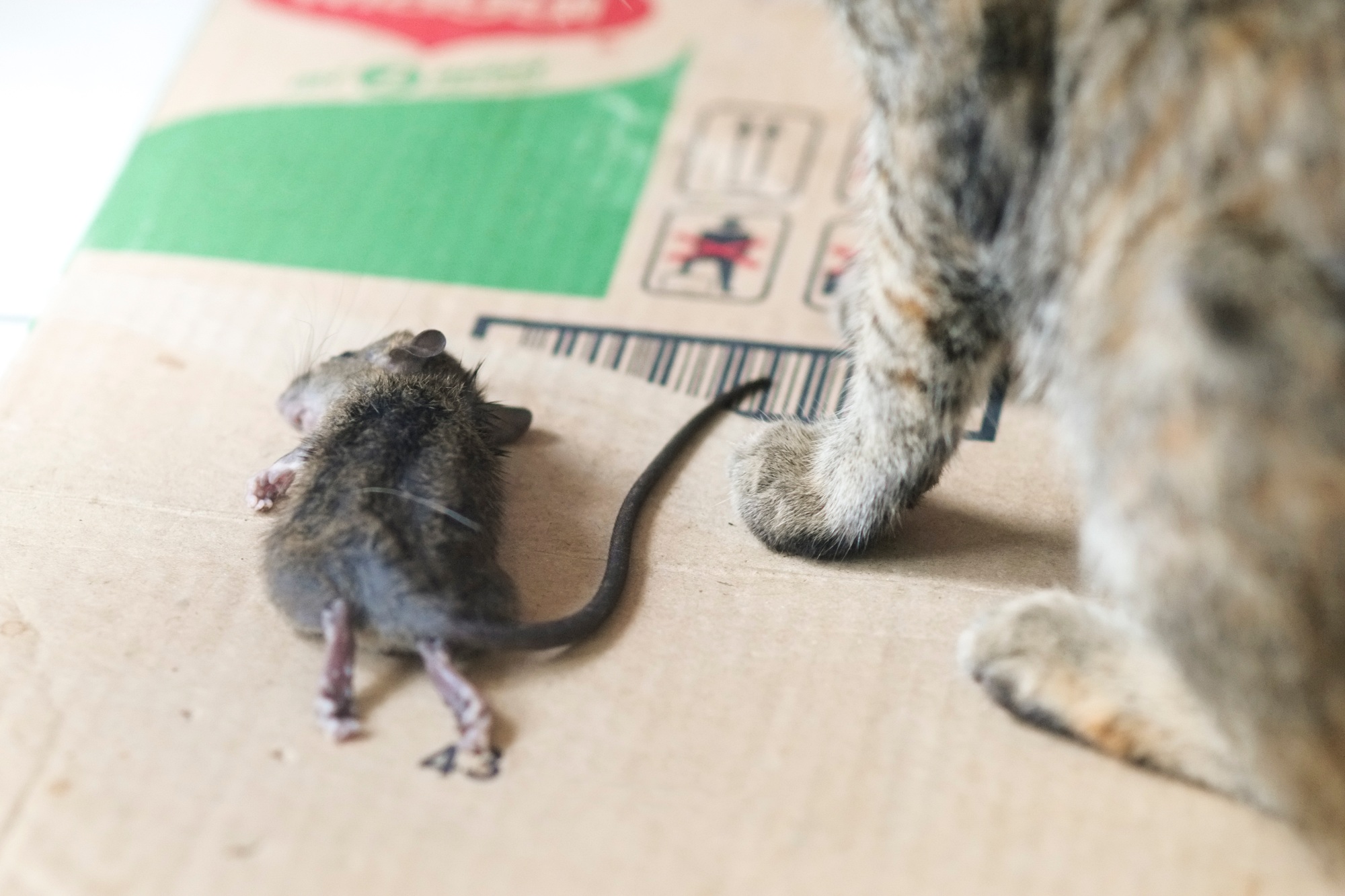 Death of a rat beside a cat.