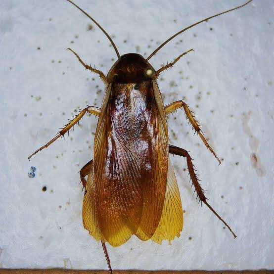 Turkestan Cockroach